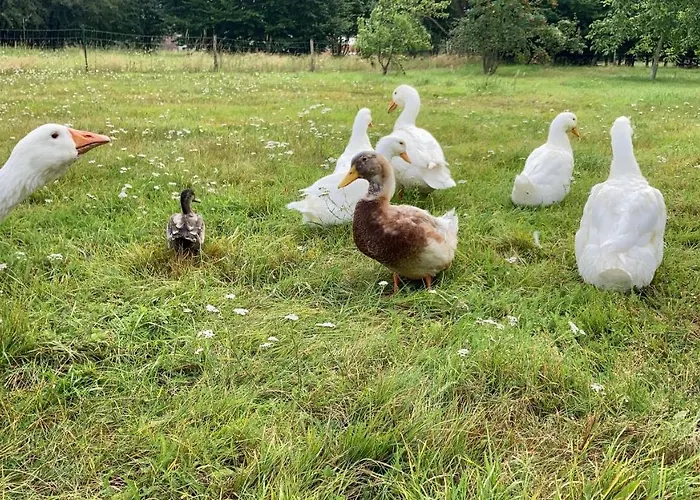 Bořeňovice 3* Struharov